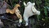 Cantharellus subalbidus image
