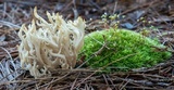 Clavulina coralloides image