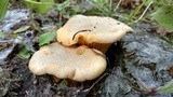 Cantharellus roseocanus image