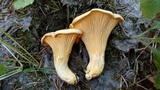 Cantharellus roseocanus image