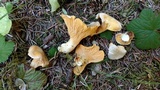 Cantharellus roseocanus image