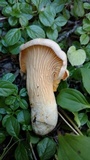 Cantharellus roseocanus image