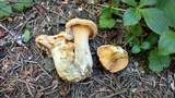 Cantharellus roseocanus image