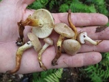 Pholiota angustipes image