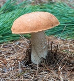 Leccinum vulpinum image