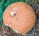 Leccinum vulpinum image