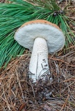 Leccinum vulpinum image