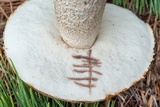 Leccinum vulpinum image