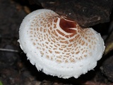 Lepiota cristata image