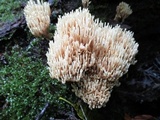 Ramaria stricta image