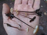 Rhizomarasmius pyrrhocephalus image
