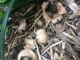 Geastrum welwitschii image