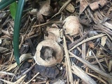 Geastrum welwitschii image