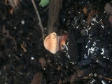 Tapinella atrotomentosa image