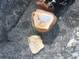 Tapinella atrotomentosa image
