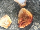 Tapinella atrotomentosa image