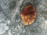 Tapinella atrotomentosa image