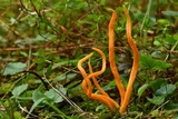 Clavulinopsis aurantiocinnabarina image
