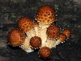 Pholiota limonella image
