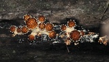 Pholiota limonella image