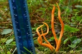 Clavulinopsis aurantiocinnabarina image