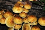 Pholiota limonella image