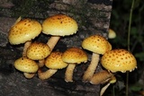 Pholiota limonella image