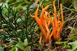 Clavulinopsis aurantiocinnabarina image