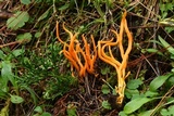Clavulinopsis aurantiocinnabarina image