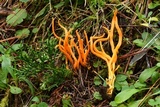 Clavulinopsis aurantiocinnabarina image