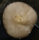 Amanita morrisii image