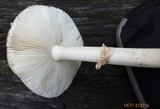 Amanita morrisii image