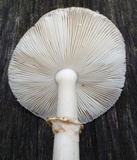 Amanita morrisii image