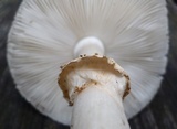 Amanita morrisii image
