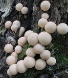 Apioperdon pyriforme image