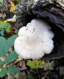 Hypsizygus marmoreus image
