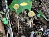Mycena crocea image