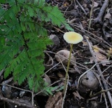 Mycena crocea image