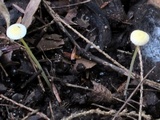 Mycena crocea image