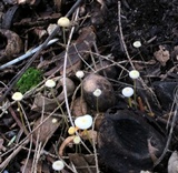 Mycena crocea image