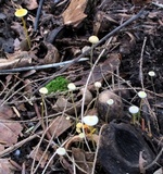 Mycena crocea image