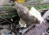 Stropharia hardii image