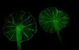 Mycena globulispora image