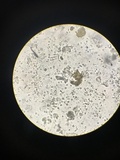Mycena globulispora image