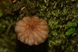Mycena globulispora image