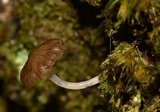 Mycena globulispora image