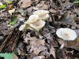 Ampulloclitocybe clavipes image