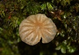 Mycena globulispora image