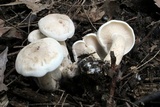 Clitocybe subconnexa image