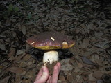 Boletus regineus image